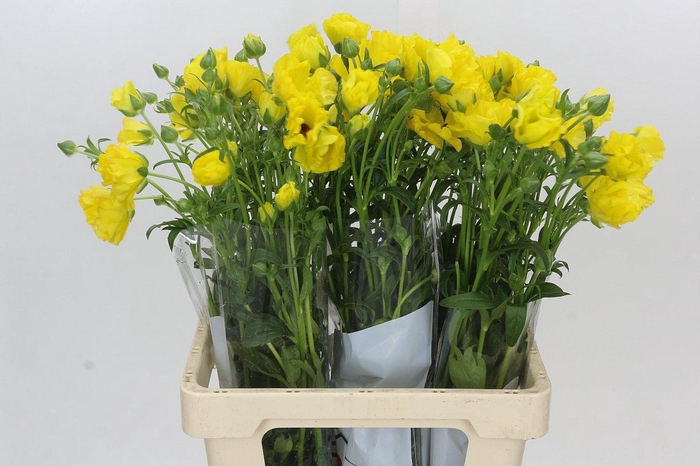 <h4>Ranunculus Butterfly Artemis</h4>