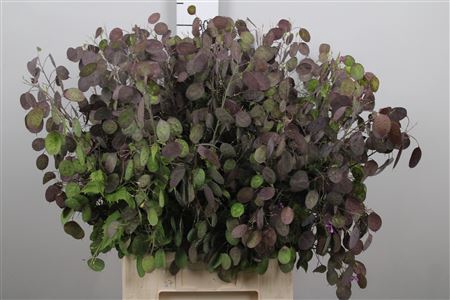 <h4>Lunaria Ann Paarse P</h4>