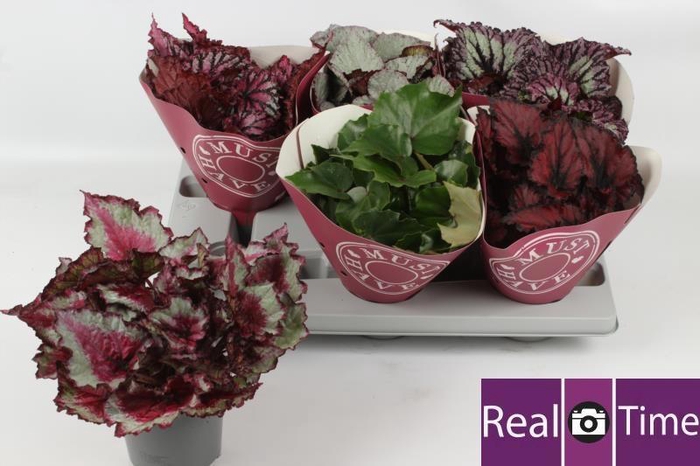 <h4>BEG BEL GEM</h4>