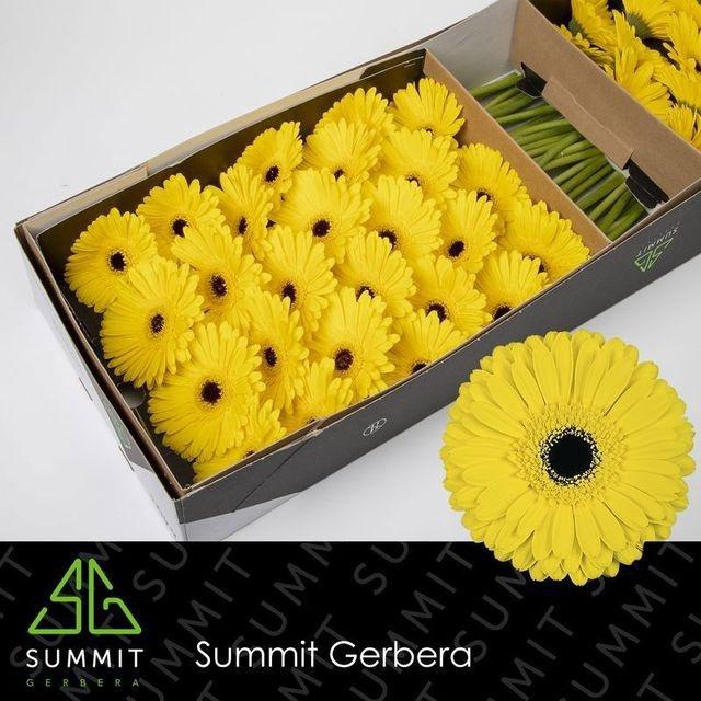 <h4>Ge Gr Don Leo BOX</h4>