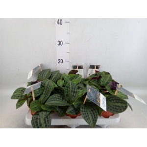 Geogenanthus poeppigii 'Florijn'