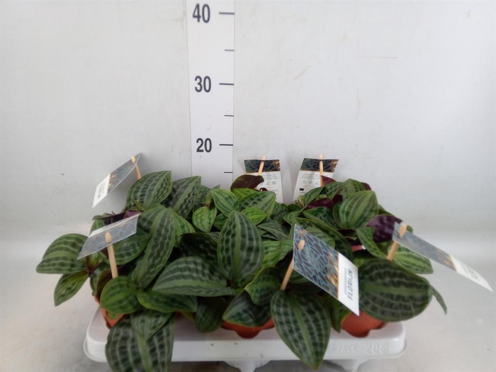 <h4>Geogenanthus poeppigii 'Florijn'</h4>