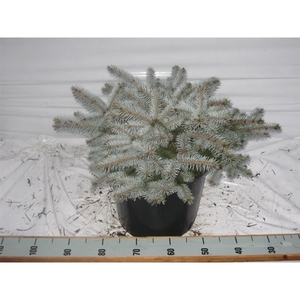 Picea p. Glauca Globosa