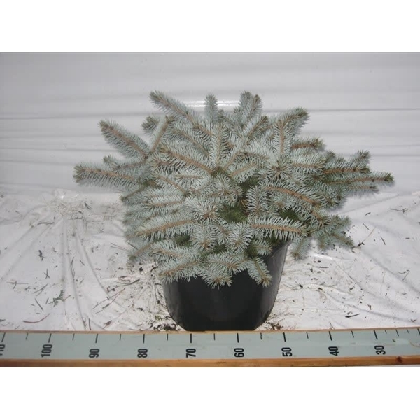 <h4>Picea p. Glauca Globosa</h4>