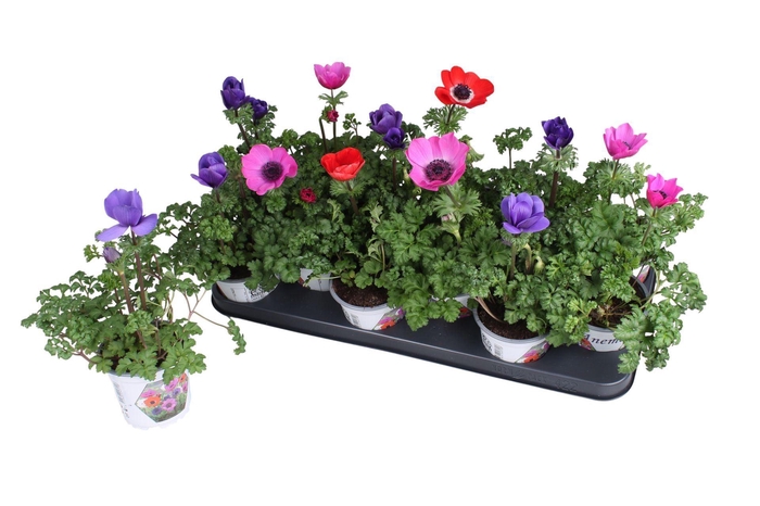 <h4>Anemone coronaria Harmony gemengd</h4>