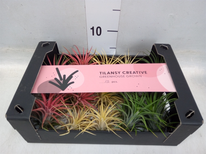 <h4>Tillandsia ionantha</h4>