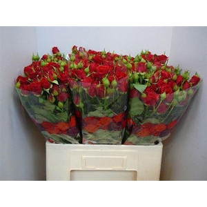 R Tr Velvet Blossoms