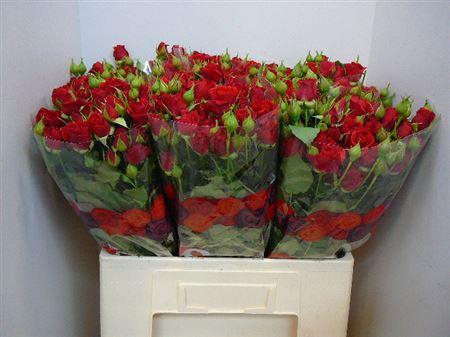 <h4>R Tr Velvet Blossoms</h4>