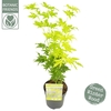Acer palm. P10.5 'Going Green'®