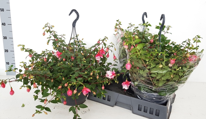 <h4>FUCHSIA EL CAMINO</h4>