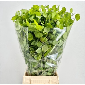 Lunaria Annua Green
