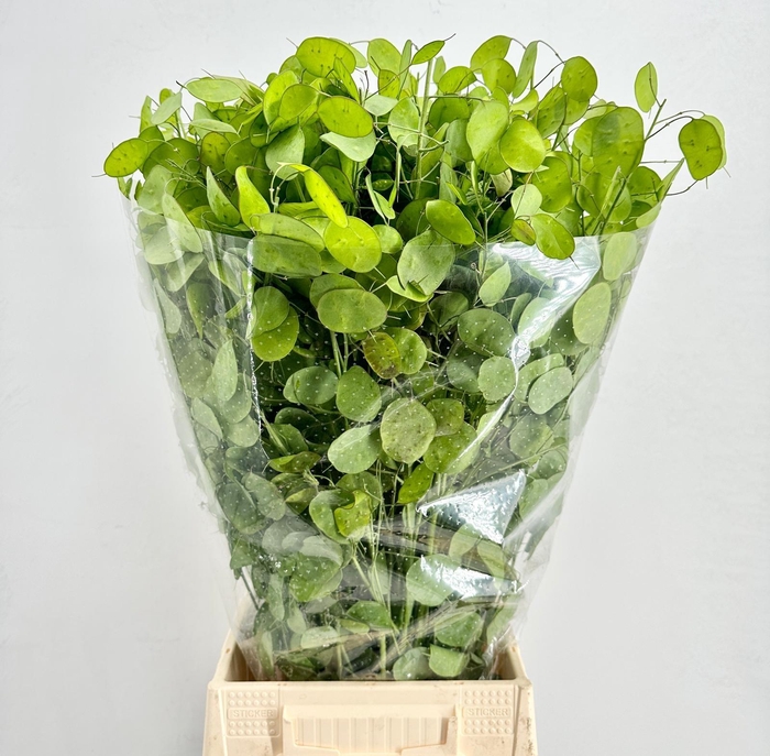 <h4>Lunaria Annua Green</h4>