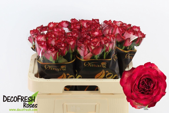 <h4>R Gr Diablo</h4>