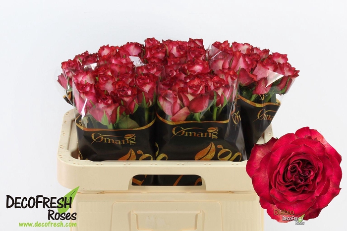 <h4>R Gr Diablo</h4>