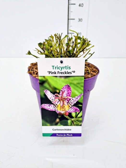 Tricyrtis formosana