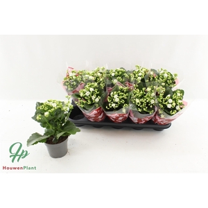 KAL GE PERFECTA WHIT