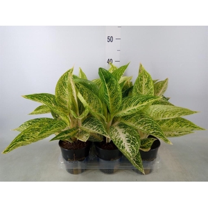 Aglaonema   ...