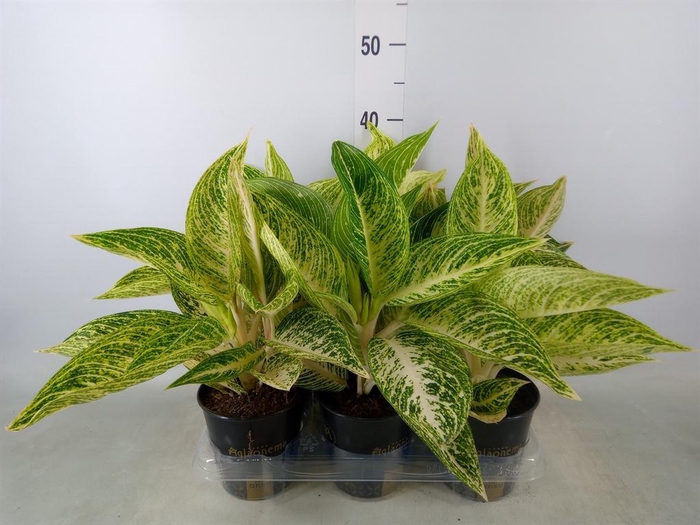 <h4>Aglaonema   ...</h4>