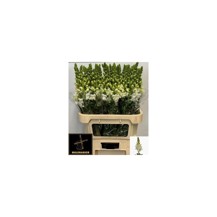 <h4>ANTIR POTO IVORY WH</h4>