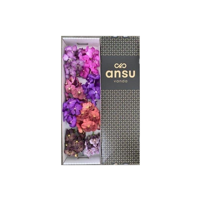 <h4>Vanda T Colour Mix</h4>