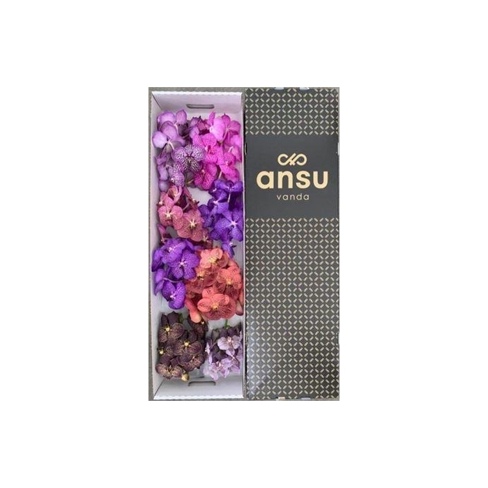 <h4>Vanda T Colour Mix</h4>