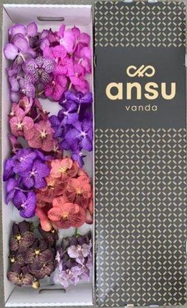 Vanda T Colour Mix