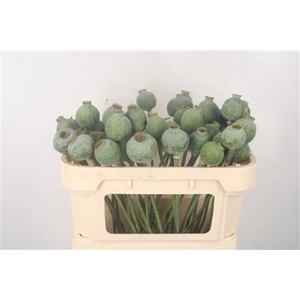 Papaver Som Zaaddozen