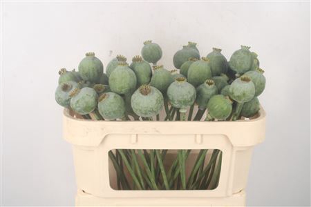 <h4>Papaver Som Zaaddozen</h4>