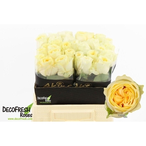 Rosa large buttercup