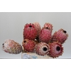 Protea Barbigera No leaves