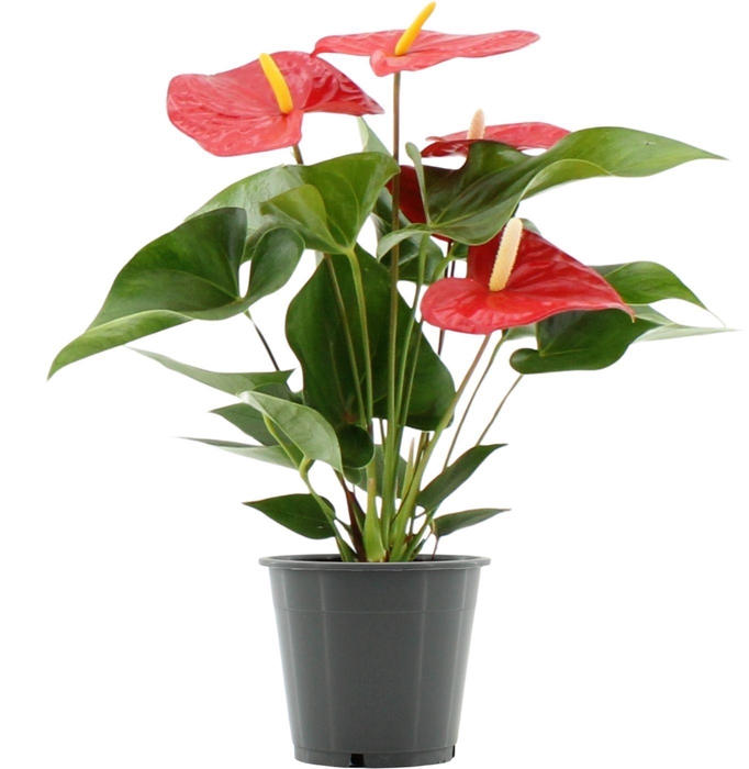 Anthurium Everio in transparant sleeve