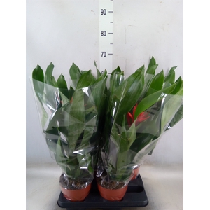 Aechmea  'Rozanne Elegant Red'
