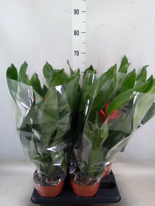 <h4>Aechmea  'Rozanne Elegant Red'</h4>
