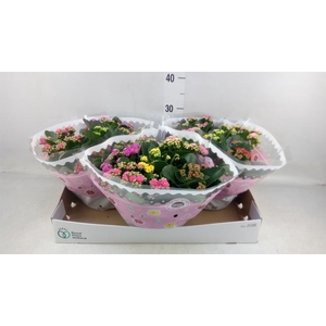 Kalanchoe blos.   ..rosebud mix/pot