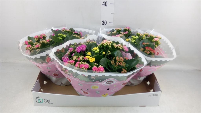 <h4>Kalanchoe blos.   ..rosebud mix/pot</h4>