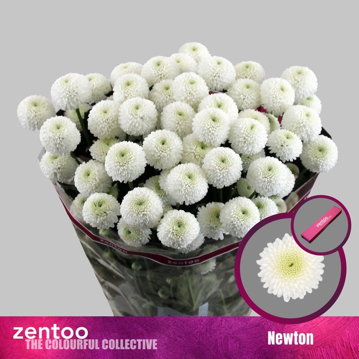 <h4>Chrysanthemum TR 'Newton'</h4>