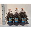 Dahlia Happy Days Cream