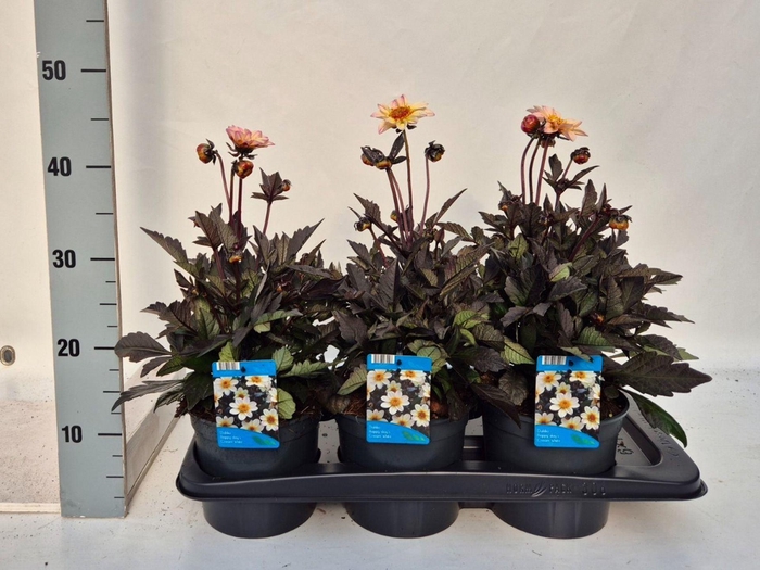 Dahlia Happy Days Cream
