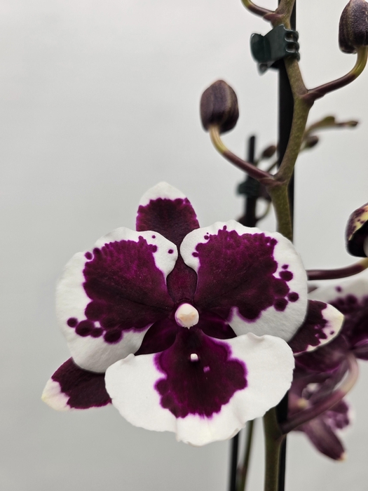 <h4>Limited 19 week 7</h4>