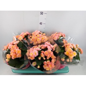 Begonia elat. DU 'Hailey Sunset'