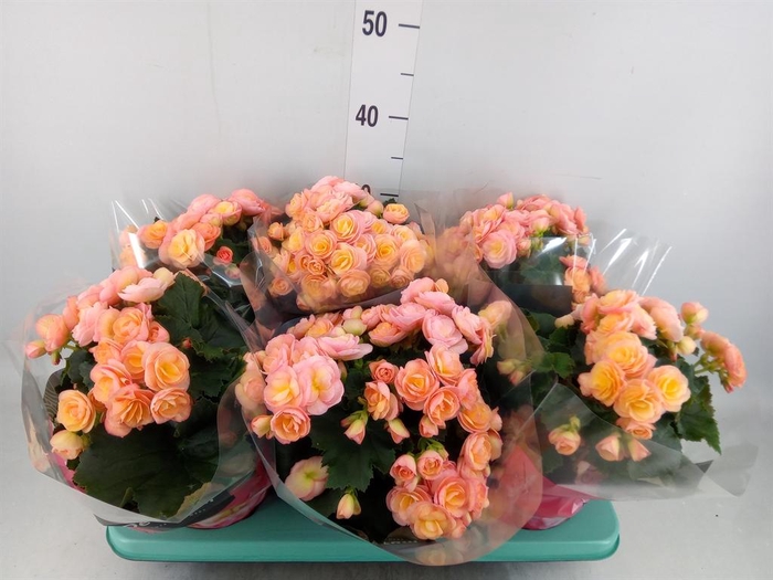 <h4>Begonia elat. DU 'Hailey Sunset'</h4>