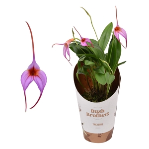 Orchideeen