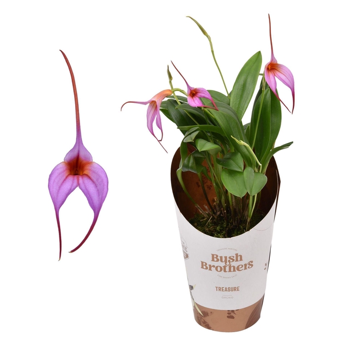 <h4>Orchideeen</h4>