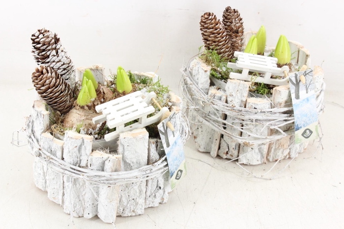 <h4>arr4 Hyacint JS - Bmschors potje rond x4</h4>