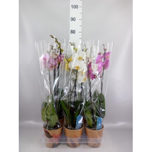 Phalaenopsis   ...mix  5