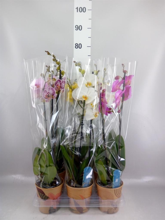 <h4>Phalaenopsis   ...mix  5</h4>
