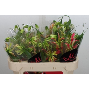Gloriosa S Fift Shades 70cm