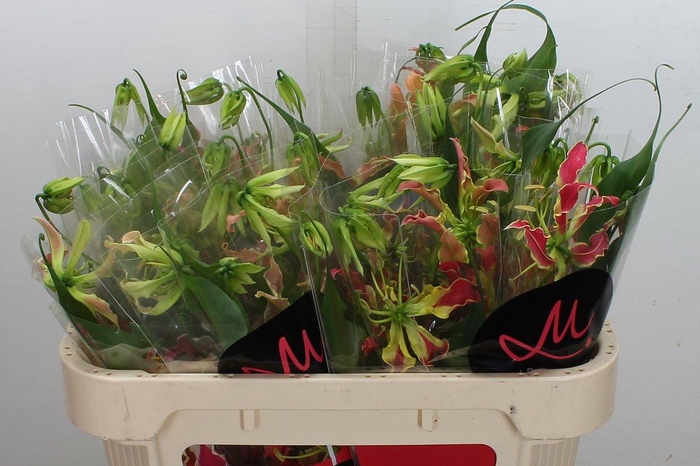 <h4>Gloriosa S Fift Shades 70cm</h4>