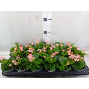 Begonia semp.   ...