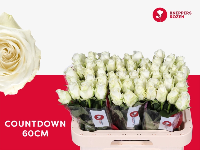 <h4>R Gr Countdown Young Crop Kneppers</h4>